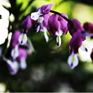 25 Dark Purple Bleeding Heart Seeds – Shade Flower Seed for Garden - Image 7