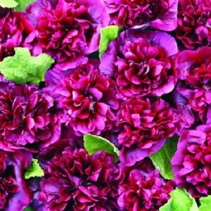 25 Double Blackberry Hollyhock Seeds - Perennial Flower Alcea rosea - Image 2