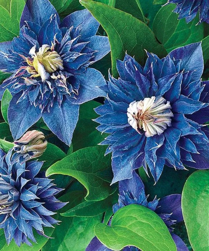 25 Double Blue Clematis Seeds Bloom Flowers Perennial Flower Seed 93 US SELLER - Image 11