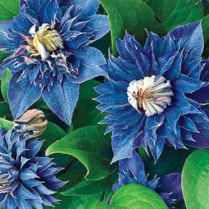 25 Double Blue Clematis Seeds Bloom Flowers Perennial Flower Seed 93 US SELLER - Image 9