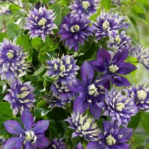 25 Double Dark Purple Clematis Seeds Perennial Flower Seeds Outdoor - Image 5