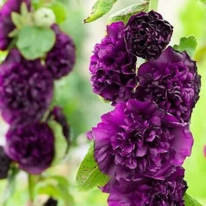 25 Double Dark Purple Hollyhock Seeds - Perennial Flower Seeds - Image 23