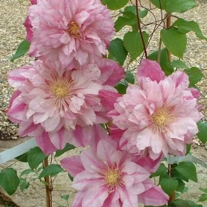 25 Double Light Pink Clematis Seeds – Climbing Perennial Blooms for Garden - Image 5
