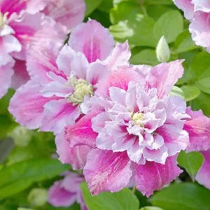 25 Double Pink White Clematis Seeds – Perennial Flower Seeds - Image 1