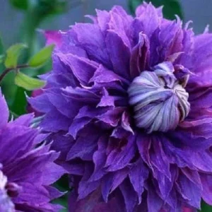 25 Double Purple Clematis Seeds - Perennial Flower Seeds - Image 7