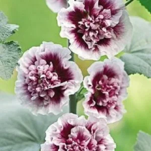 25 Double Purple Hollyhock Seeds – Perennial Flower Seeds – Alcea Rosea - Image 4