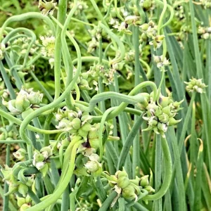 25 Egyptian Walking Onion Seeds - Perennial Multiplier Tree Onion Seeds for Garden - Image 2
