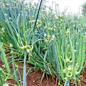 25 Egyptian Walking Onion Seeds - Perennial Multiplier Tree Onion Seeds for Garden - Image 3