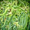 25 Egyptian Walking Onion Seeds - Perennial Multiplier Tree Onion Seeds for Garden - Image 1