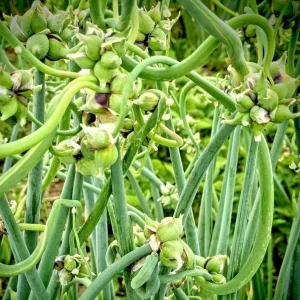 25 Egyptian Walking Onion Seeds - Perennial Multiplier Tree Onion Seeds for Garden - Image 1