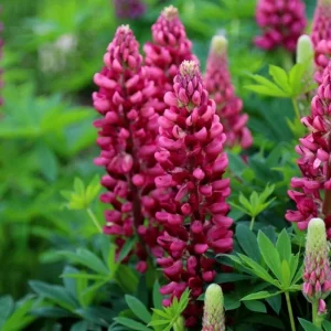 25 Gallery Red Lupine Seeds - Perennial Hardy Flower Seeds - Image 1
