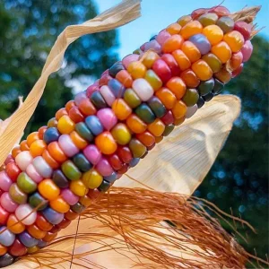 25 Glass Gem Indian Corn Seeds - Multicolor Ornamental Maize for Planting - Image 2