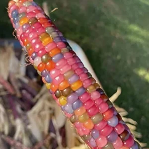 25 Glass Gem Indian Corn Seeds - Multicolor Ornamental Maize for Planting - Image 3