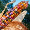 25 Glass Gem Indian Corn Seeds - Multicolor Ornamental Maize for Planting - Image 1