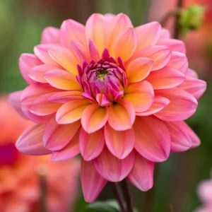 25 Great Silence Dahlia Seeds - Perennial Flowering Plant Seeds - Image 11