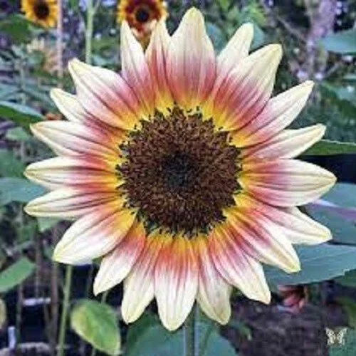 25 Gypsy Charmer Sunflower Seeds - Perennial, Sun Bloom Flower Seeds - Image 8
