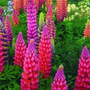 25 Lupine Flower Seeds - Pink, Purple, Orange Perennial - Image 9