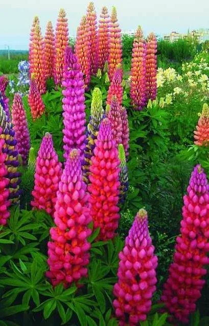 25 Lupine Flower Seeds - Pink, Purple, Orange Perennial - Image 9