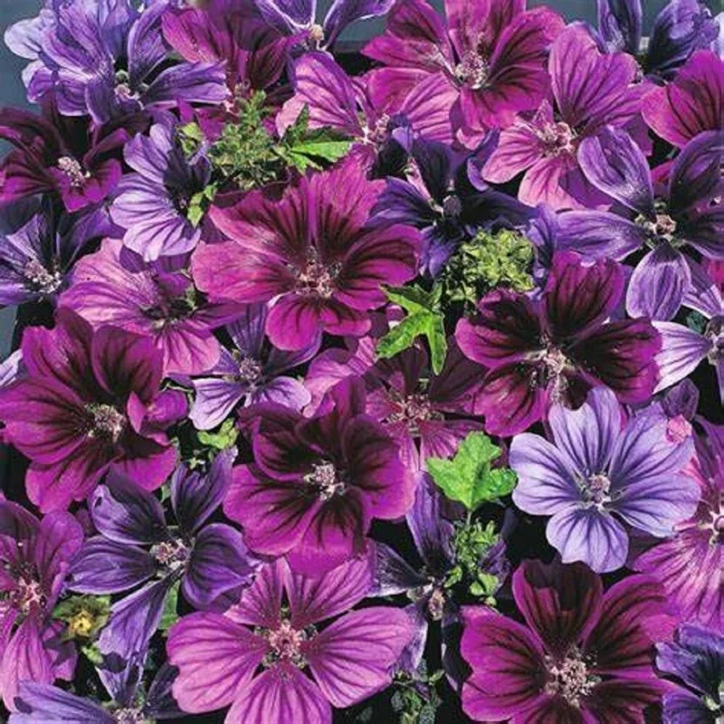 25 Merlin Purple Hollyhock Seeds - Perennial Flower Seeds for Garden - Image 2