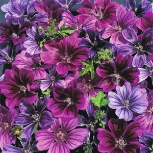 25 Merlin Purple Hollyhock Seeds - Perennial Flower Seeds for Garden - Image 8