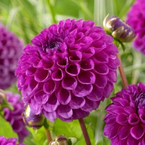 25 Nina Dahlia Seeds - Perennial Flower Seeds for Vibrant Blooms - Image 12