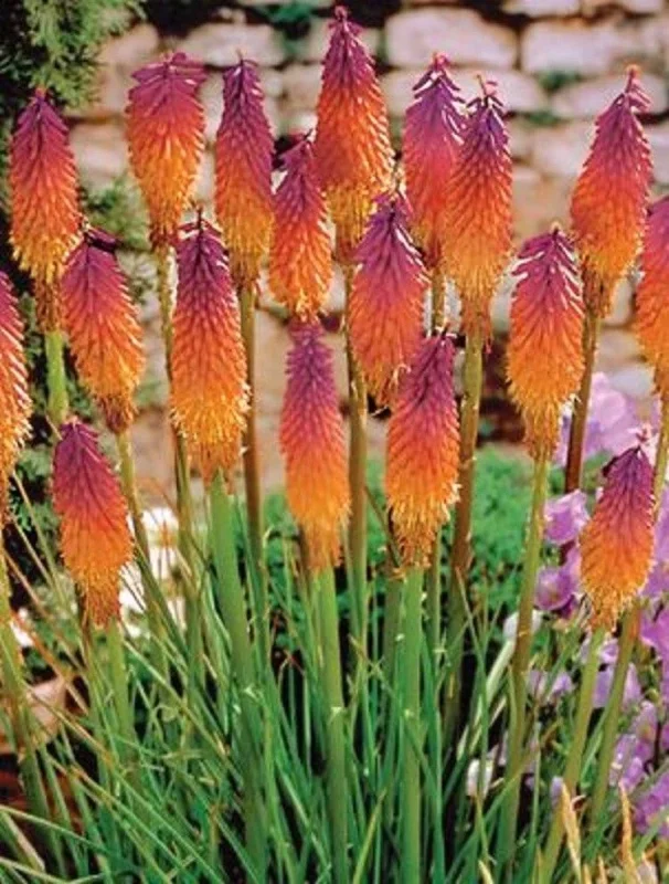 25 Orange Purple Hot Poker Torch Lily Flower Seeds - Perennial, Outdoor - Image 11