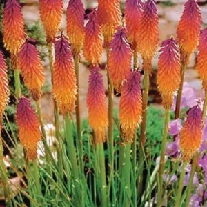 25 Orange Purple Hot Poker Torch Lily Flower Seeds - Perennial, Outdoor - Image 5