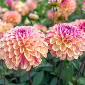 25 Palmares Dahlia Perennial Flower Seeds – Easy to Grow Blooming Flowers - Image 10