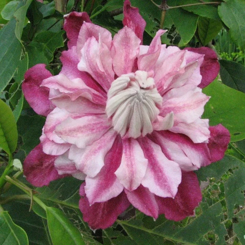 25 Patricia Clematis Seeds - Climbing Perennial Bloom Seed Packet - Image 8