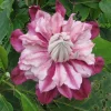 25 Patricia Clematis Seeds - Climbing Perennial Bloom Seed Packet - Image 1