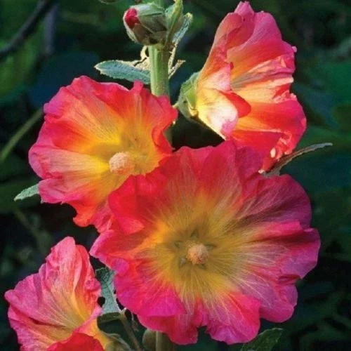 25 Pink Orange Hollyhock Seeds - Perennial Flower Bloom Seed - Image 4