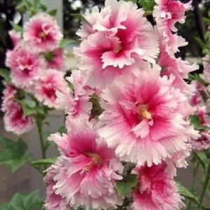 25 Pink White Hollyhock Seeds Perennial Flower Seeds - Giant Variety - Image 4