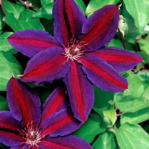 25 Purple Red Clematis Seeds - Large Bloom Climbing Perennial Flower - Image 4