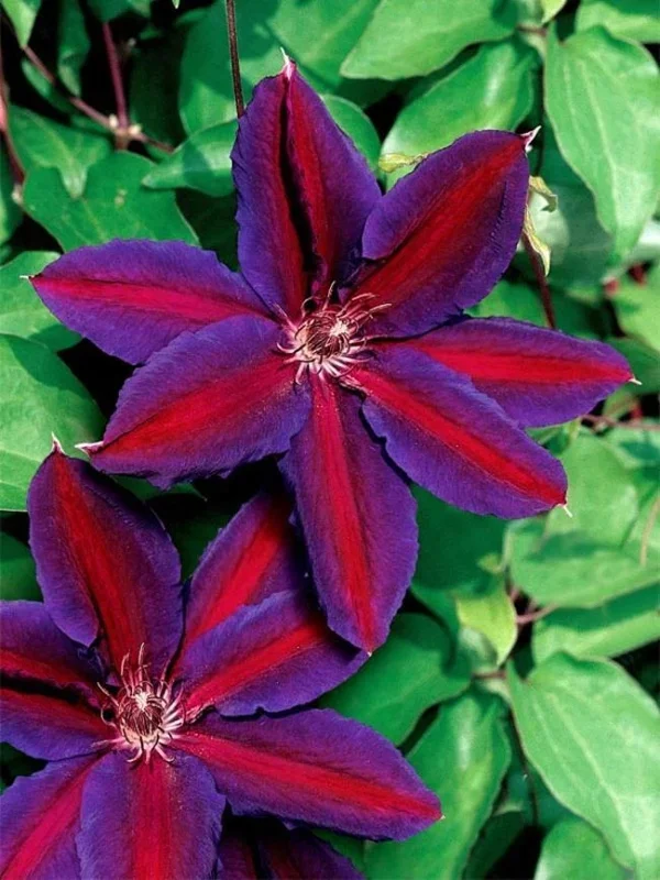 25 Purple Red Clematis Seeds - Large Bloom Climbing Perennial Flower - Image 1