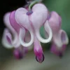 25 Purple White Bleeding Heart Seeds - Dicentra Spectabilis Flower Seeds Perennial - Image 1