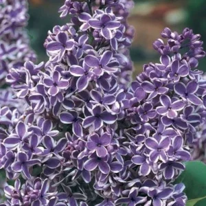 25 Purple White Lilac Seeds - Fragrant Hardy Perennial Flower - Image 3