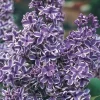 25 Purple White Lilac Seeds - Fragrant Hardy Perennial Flower - Image 1