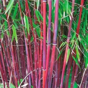 25 Red Bamboo Seeds - Exotic Privacy Screen Plant for Garden Shade - Image 8