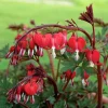 25 Red Bleeding Heart Seeds - Dicentra Spectabilis Perennial Flowers for Shade Garden - Image 1