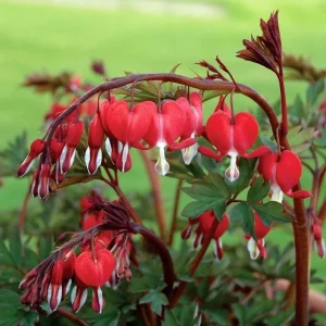 25 Red Bleeding Heart Seeds - Dicentra Spectabilis Perennial Flowers for Shade Garden - Image 5