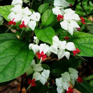 25 Red Bleeding Heart Seeds - Perennial Flower Seeds for Garden - Image 6