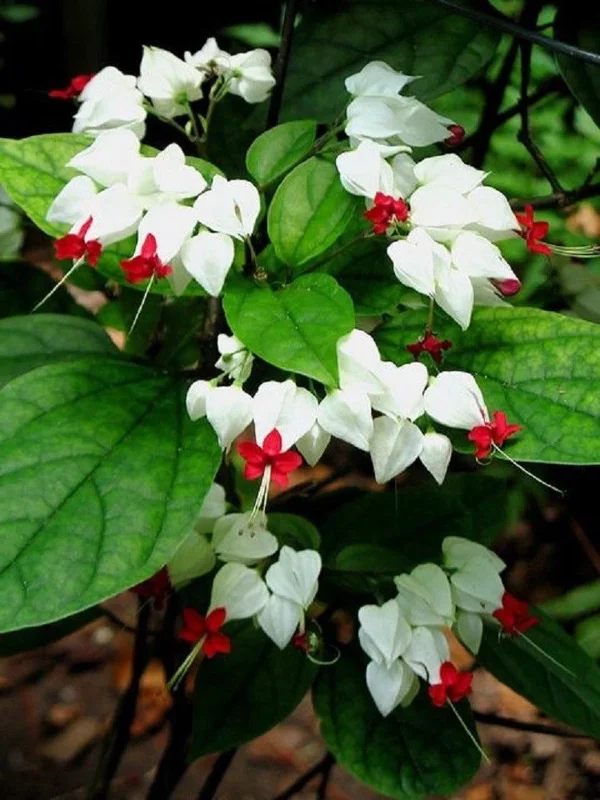 25 Red Bleeding Heart Seeds - Perennial Flower Seeds for Garden - Image 8