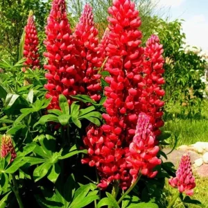 25 Red Flame Lupine Seeds - Perennial Flower Seeds for Outdoor Garden - Image 16