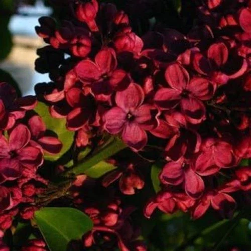 25 Red Lilac Seeds - Fragrant Perennial Flower Seeds for Planting - Image 9
