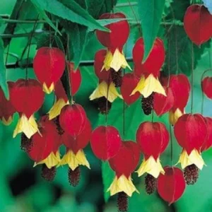 25 Red Yellow Bleeding Heart Seeds - Perennial Shade Flowers for Garden - Image 2