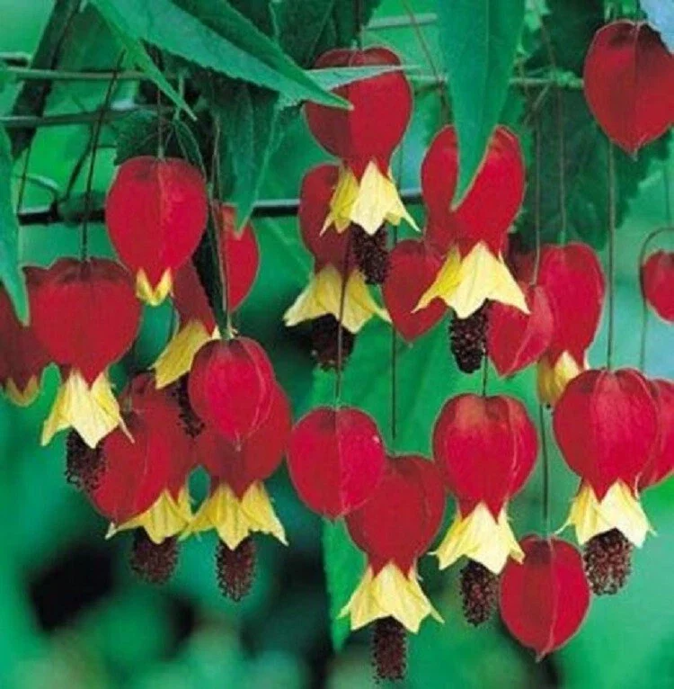 25 Red Yellow Bleeding Heart Seeds - Perennial Shade Flowers for Garden - Image 3