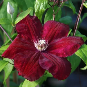 25 Rouge Clematis Seeds – Climbing Perennial Flower – Outdoor Garden - Image 19