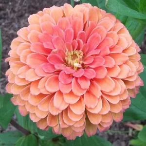 25 Salmon Rose Dahlia Seeds - Perennial Flowering Bloom - Image 7
