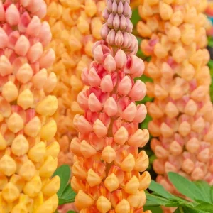 25 Salmon Star Lupine Seeds - Perennial Flowers for Garden - Image 8