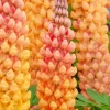 25 Salmon Star Lupine Seeds - Perennial Flowers for Garden - Image 1
